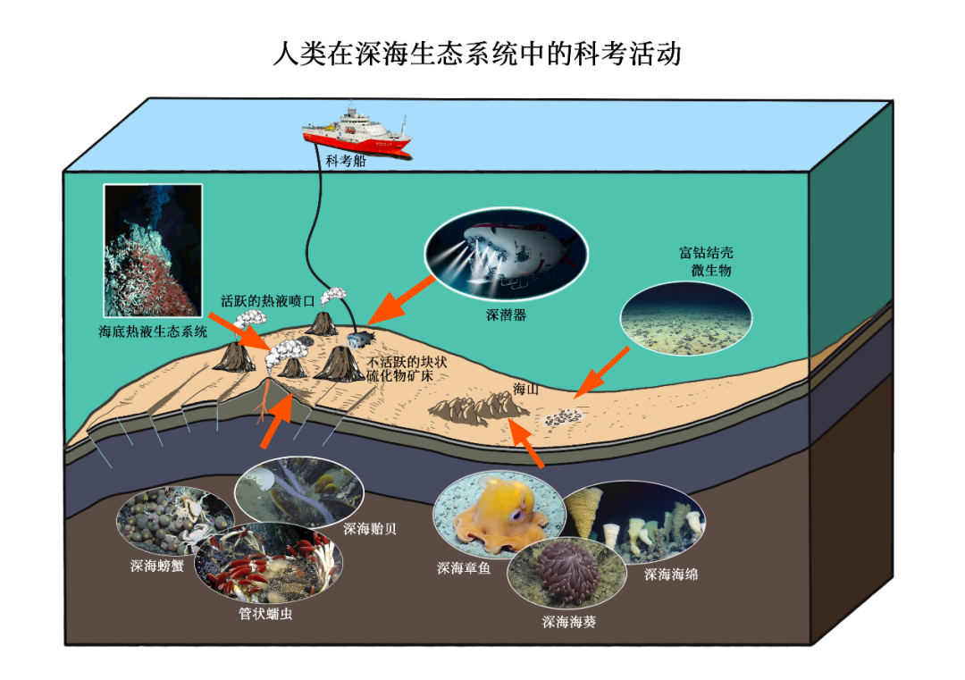 什么是海洋生态系统？ 广东省国土空间生态修复协会 7495