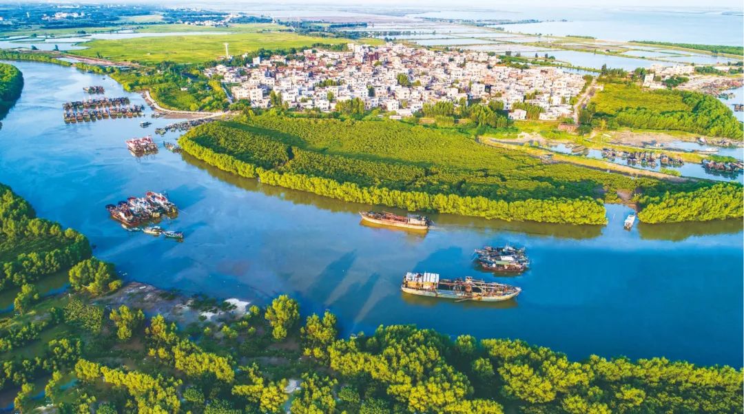 湛江红树林变成"金树林" - 广东省国土空间生态修复协会