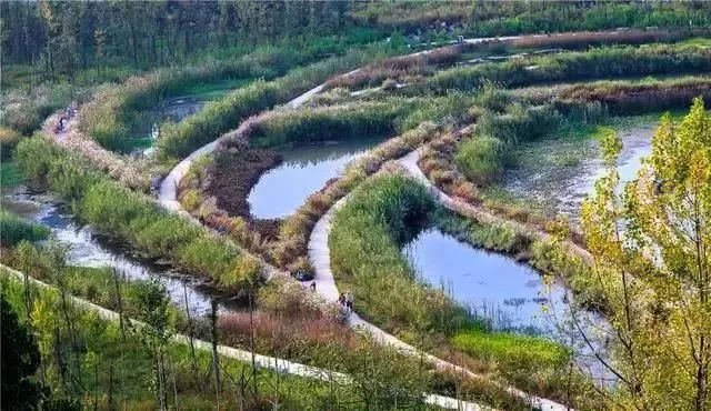 再野化——山水林田湖草生态保护修复的新思路 - 广东省国土空间生态修复协会