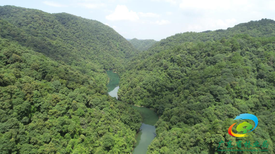 探秘广东省典型森林植被——常绿阔叶林