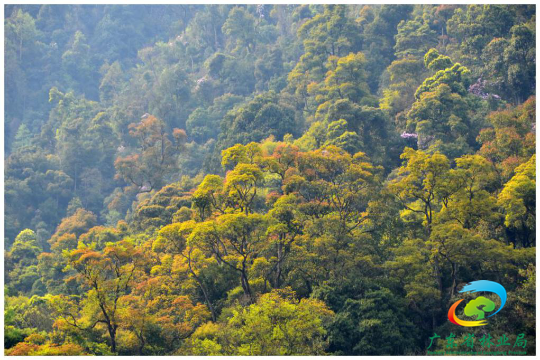 探秘广东省典型森林植被——常绿阔叶林
